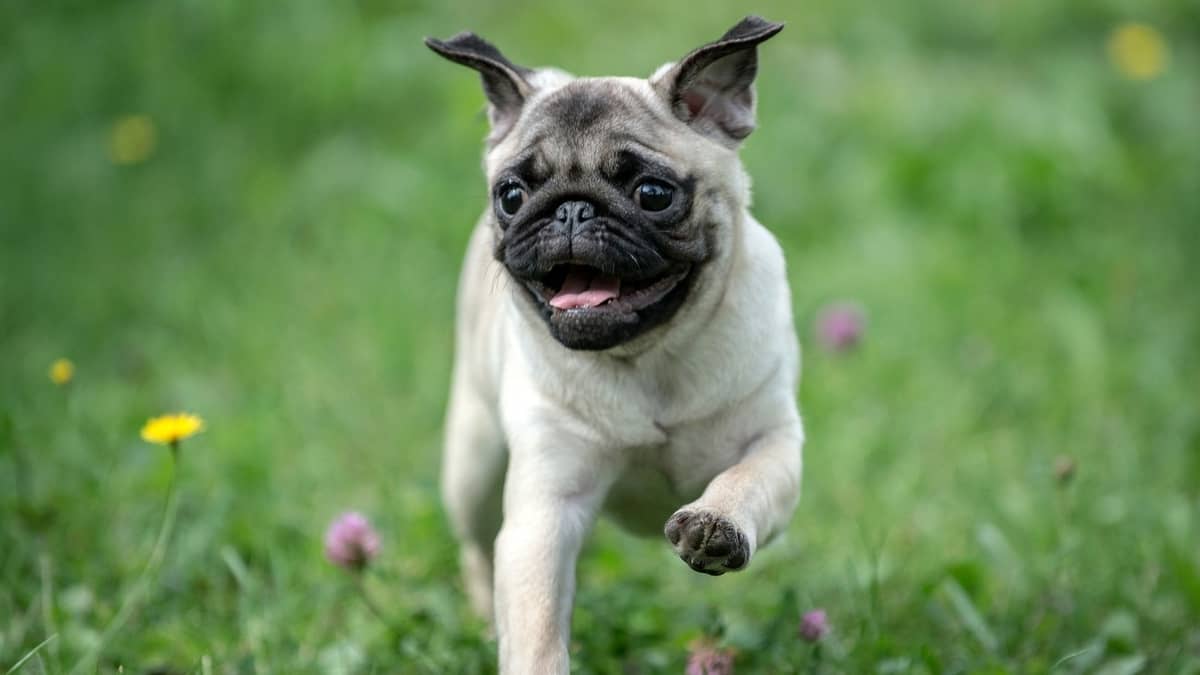 Khám phá những ảnh chó pug ngầu, siêu cute