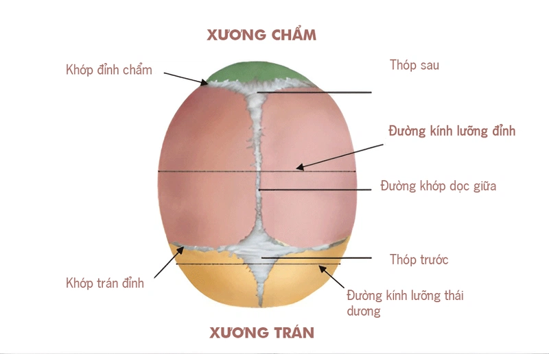 Đường kính lưỡng đỉnh và những điều cần biết