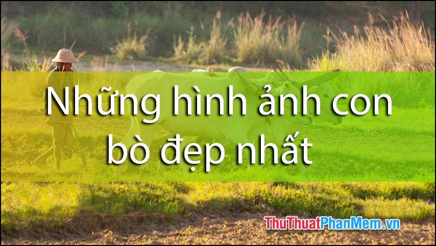 Những bức ảnh tuyệt vời về con bò