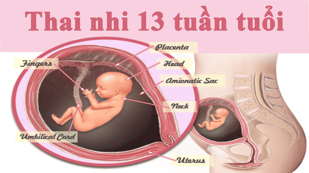 Thai 13 tuần phát triển như thế nào?