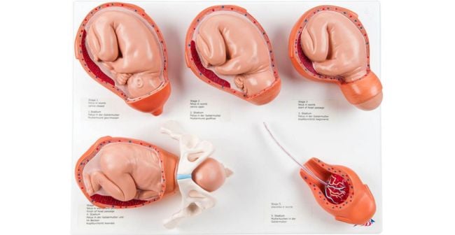 Đau bụng chuyển dạ như thế nào, ở vị trí nào & Dấu hiệu đau đẻ