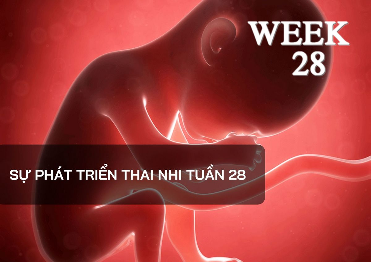 Thai 28 tuần nặng bao nhiêu? Sự phát triển của thai nhi 28 tuần tuổi