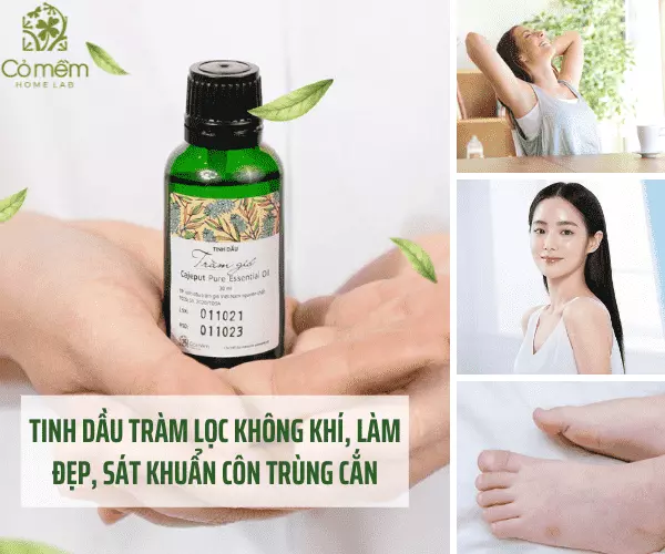 Dầu tràm có tác dụng gì? 15 Công dụng