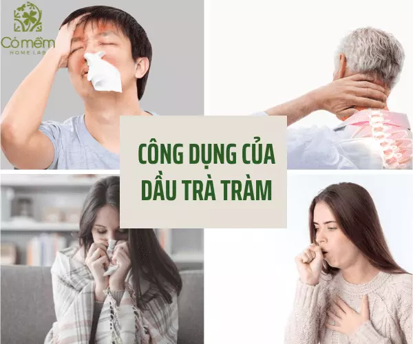 Dầu tràm có tác dụng gì? 15 Công dụng