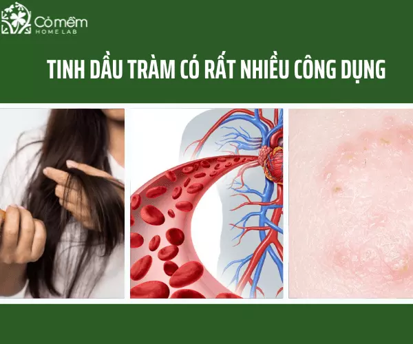 Dầu tràm có tác dụng gì? 15 Công dụng