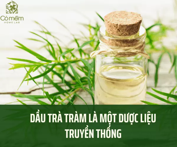 Dầu tràm có tác dụng gì? 15 Công dụng