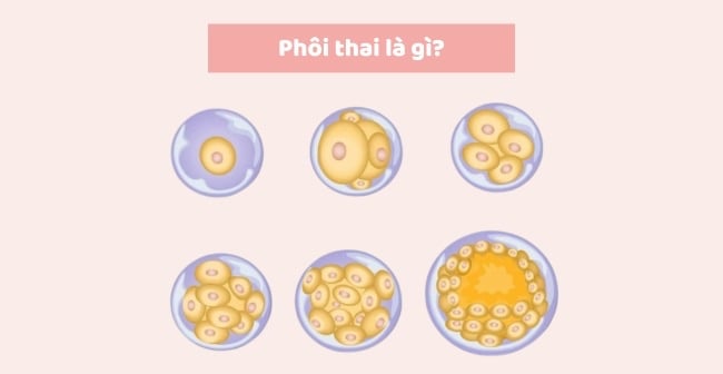 Phôi Thai Có Từ Tuần Thứ Mấy? Giai Đoạn Phát Triển Phôi Thai