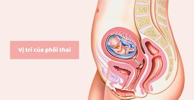 Phôi Thai Có Từ Tuần Thứ Mấy? Giai Đoạn Phát Triển Phôi Thai