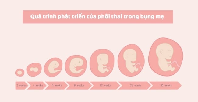 Phôi Thai Có Từ Tuần Thứ Mấy? Giai Đoạn Phát Triển Phôi Thai