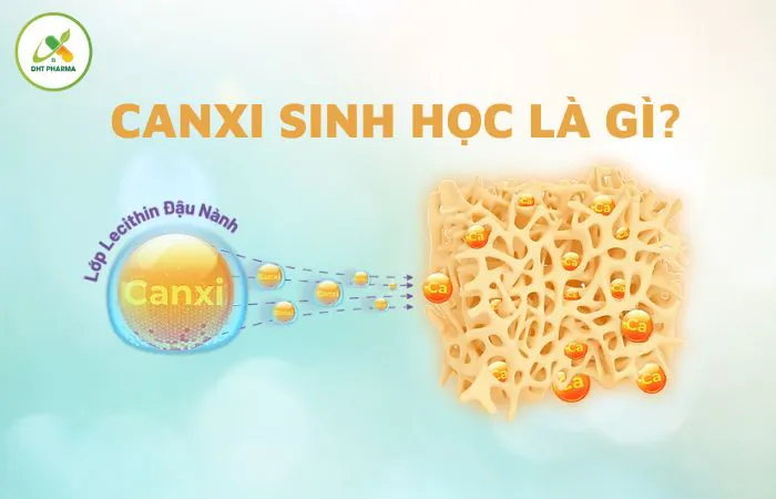 Tìm hiểu về canxi sinh học? Tại sao nó được ưa chuộng hơn canxi khác