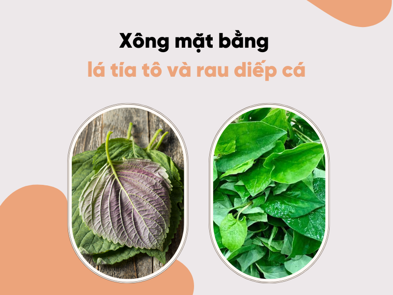 Xông mặt bằng lá tía tô tốt như thế nào? Các cách xông mặt bằng lá tía tô hiệu quả