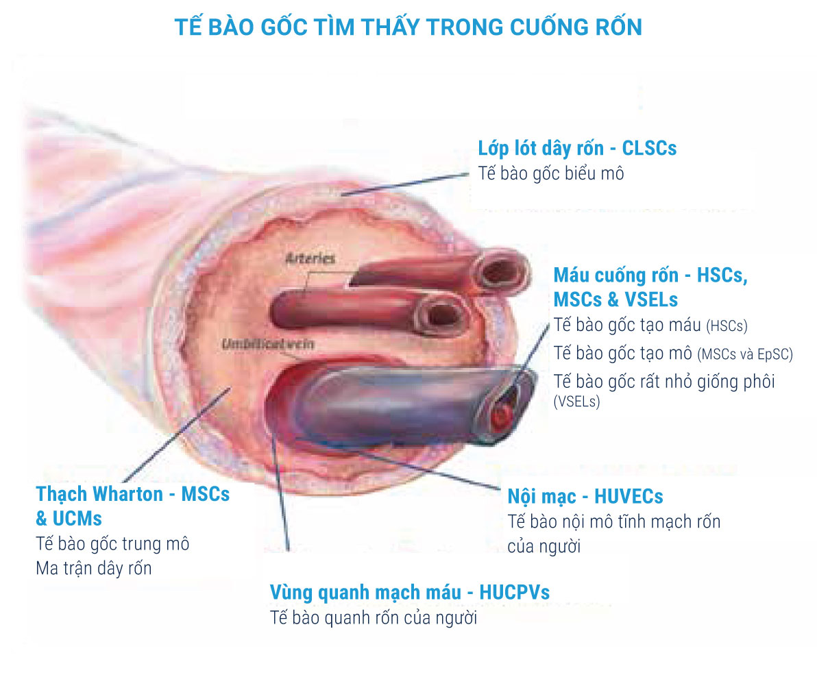 Lưu trữ tế bào gốc để làm gì? - FSCB