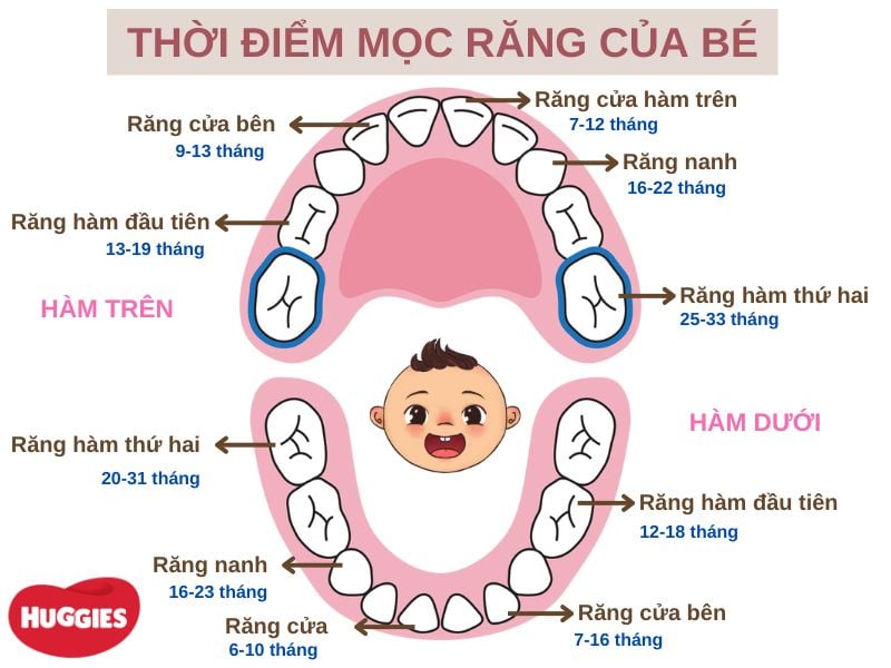 Trẻ mấy tháng thì mọc răng? Dấu hiệu và cách chăm sóc