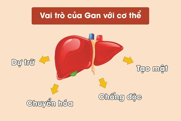 Ăn gì tốt cho gan? 12 thực phẩm không thể bỏ qua để nuôi dưỡng gan khoẻ mạnh