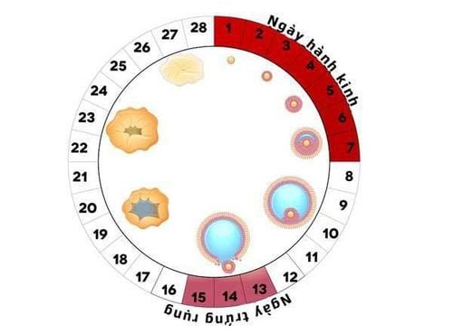 Sự rụng trứng diễn ra như thế nào?