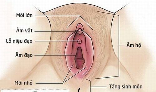 5 điều chị em nên biết về tầng sinh môn