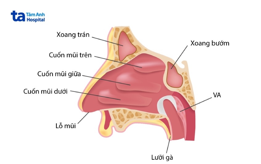 12 cách trị nghẹt mũi 1 bên tại nhà cho hiệu quả nhanh chóng