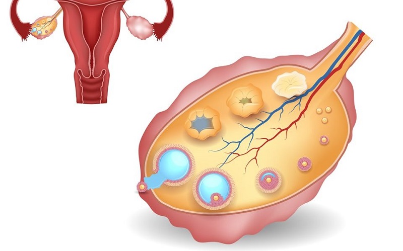 Cách nhận biết thời điểm trứng rụng cho chị em phụ nữ