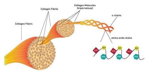 Collagen là gì và nó có tác dụng gì?