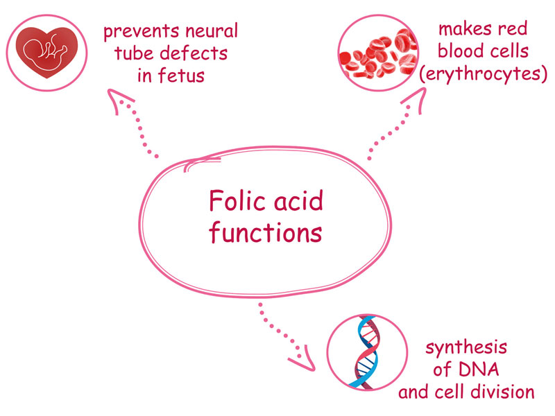 Acid folic là gì và có công dụng như thế nào với sức khỏe?