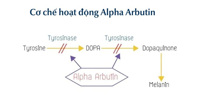 Alpha Arbutin là gì? Tác dụng với da và lưu ý khi sử dụng