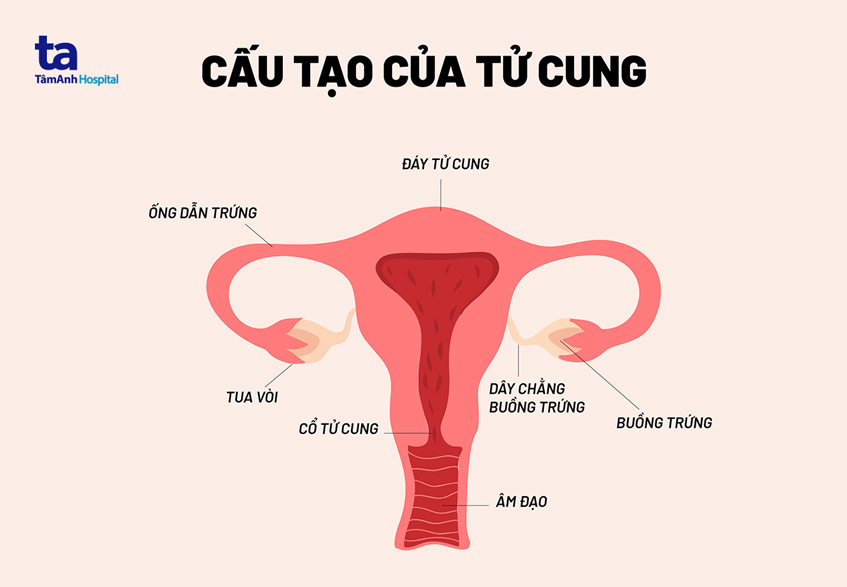 Tử cung là gì? Cấu tạo, vị trí, chức năng, kích cỡ