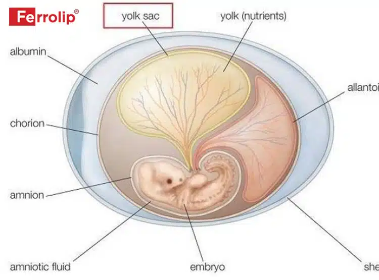 Túi thai bao nhiêu mm thì có phôi thai? Dấu hiệu có phôi thai