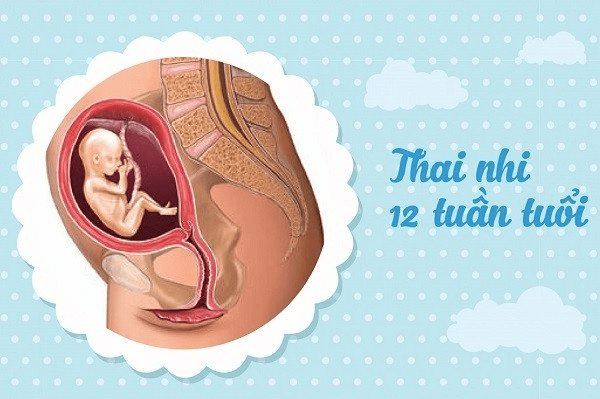 Thai 12 tuần: Khám phá điều kỳ diệu khi con lớn dần