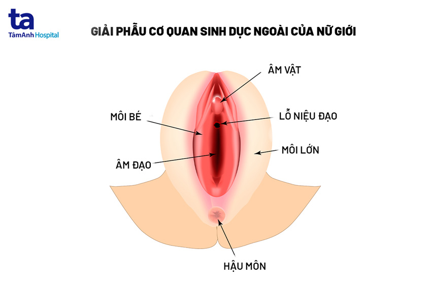 7 bài tập thu nhỏ vùng kín (cô bé) đơn giản, hiệu quả tại nhà