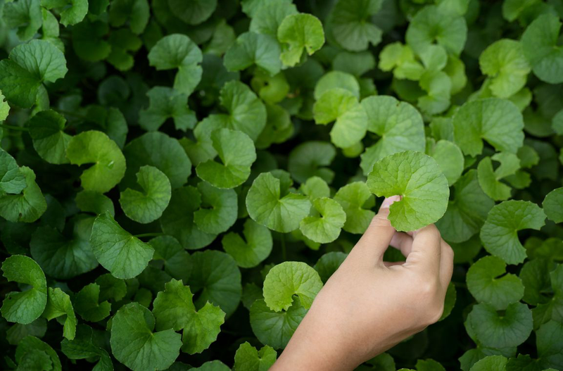 Rau má có tác dụng gì cho da mặt?