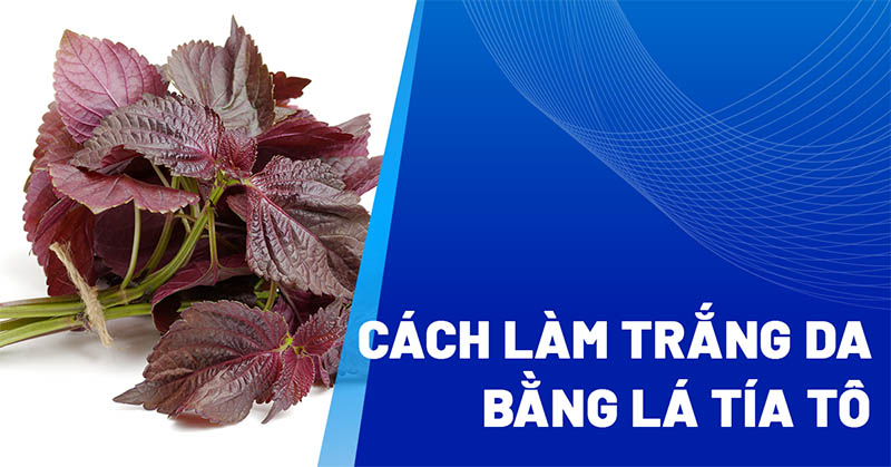 10 cách làm trắng da bằng lá tía tô tại nhà đơn giản nhất