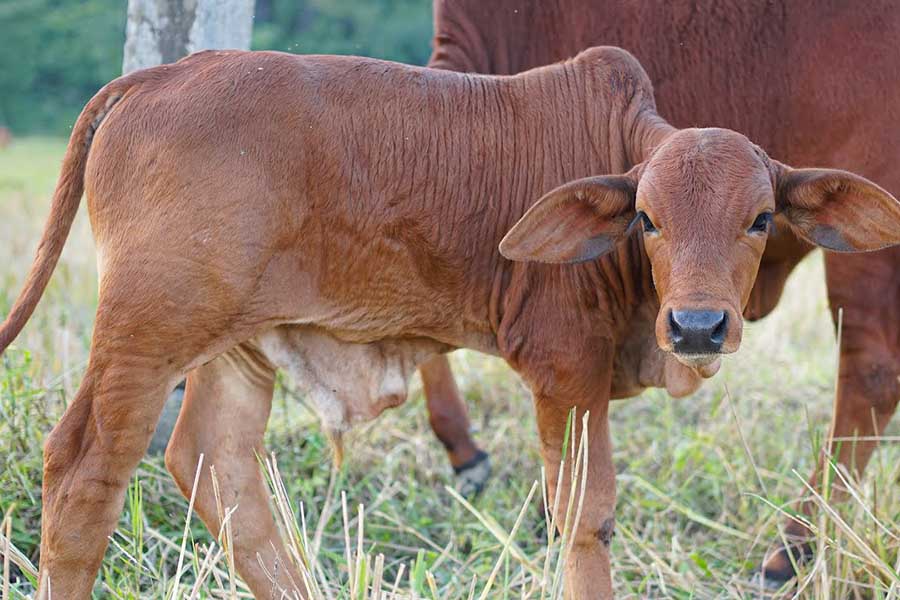 Thịt Bê Làm Món Gì Ngon? 8+ Món Ngon Từ Thịt Bê Hao Cơm