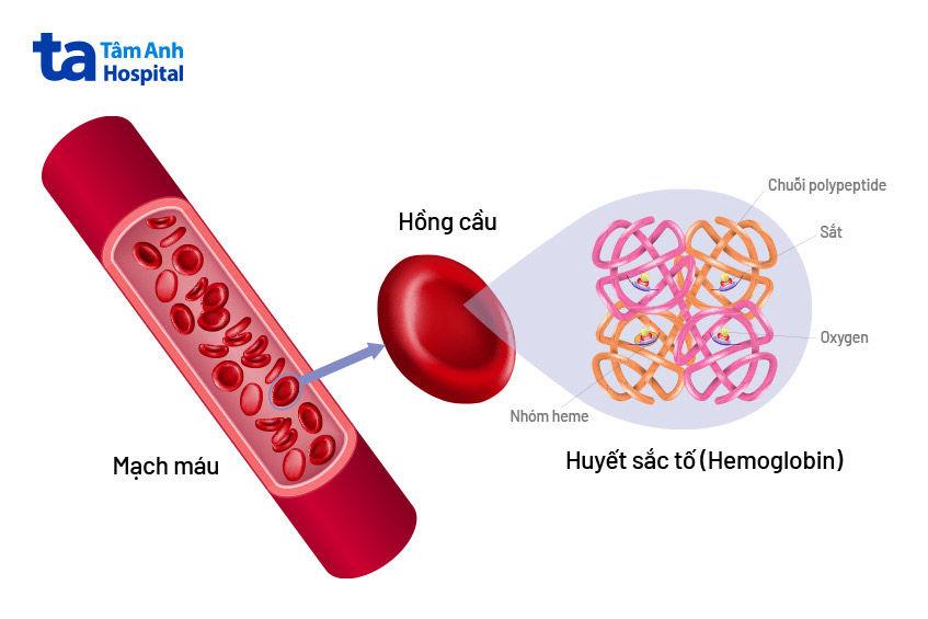 Chất sắt là gì? Tác dụng và lượng sắt cần bổ sung mỗi ngày