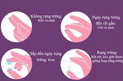 Nhận biết thời điểm thụ thai (Fertility awareness methods)