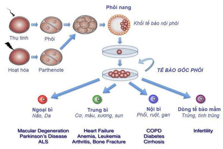 Tế bào gốc là gì và vai trò của tế bào gốc?