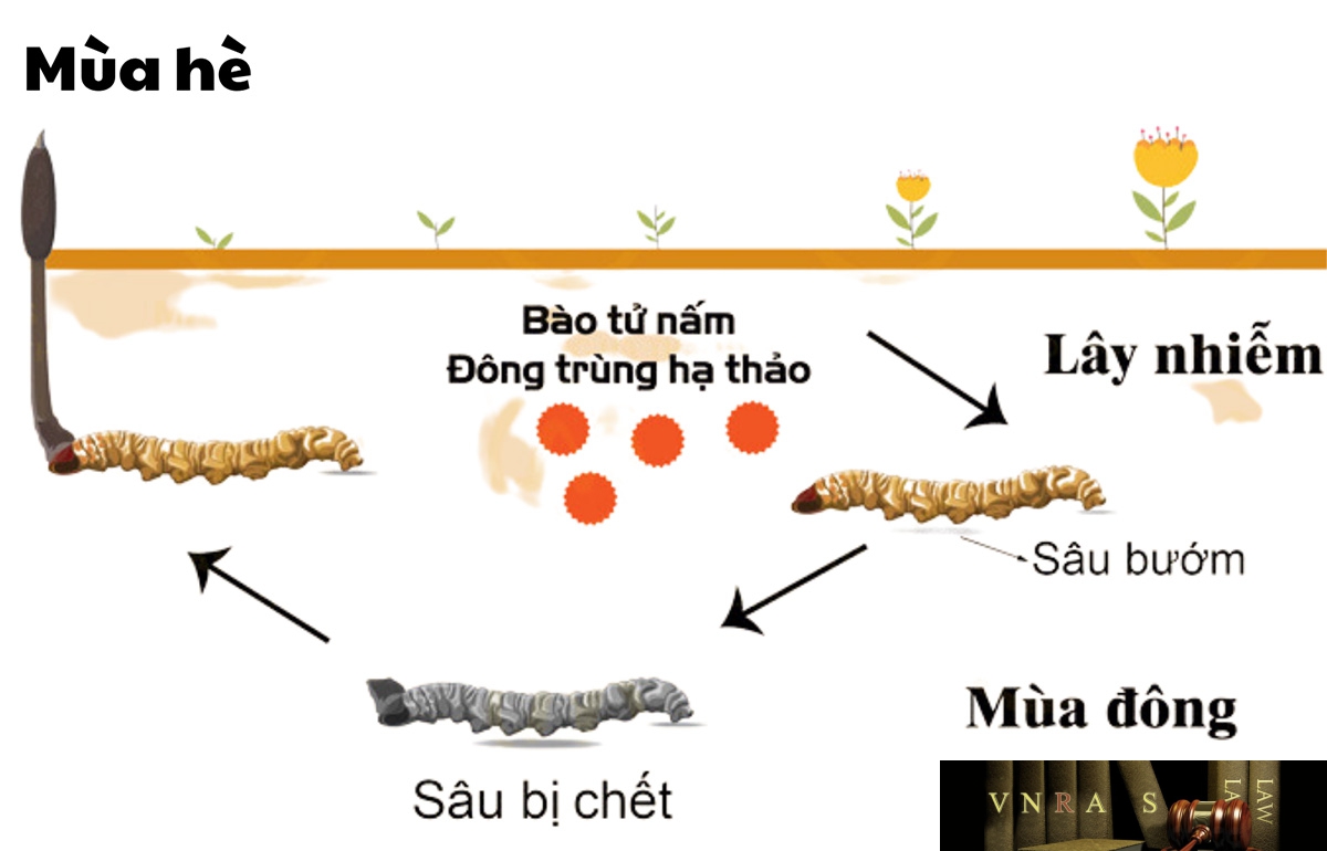 Đông Trùng Hạ Thảo (Trùng Thảo) - Những cây thuốc và vị thuốc Việt Nam - Đỗ Tất Lợi