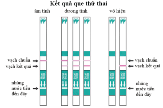 Cách dùng que thử thai chính xác nhất với một số loại que thử hay sử dụng