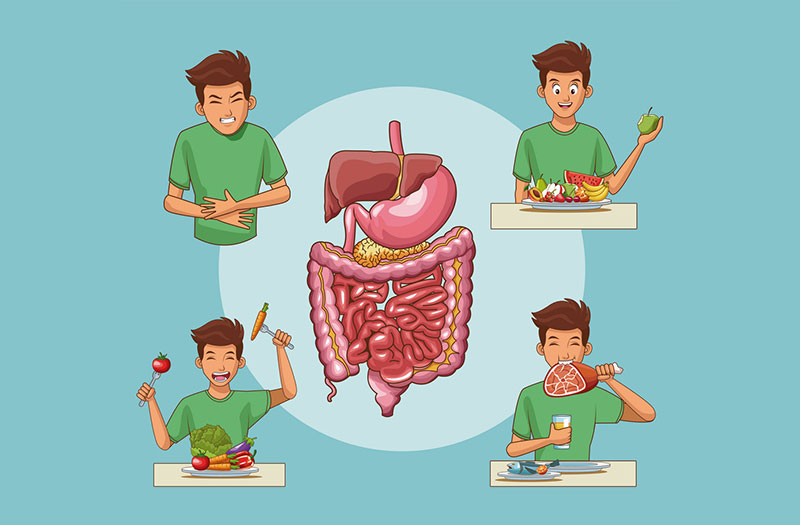 Tiêu hóa là gì? Tìm hiểu quá trình và vai trò của hệ tiêu hóa trong cơ thể