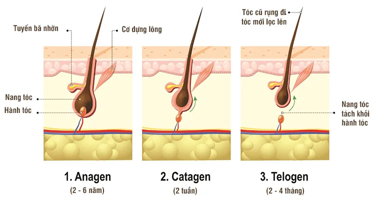 1 tháng tóc mọc bao nhiêu cm? Mẹo kích thích mọc tóc nào tốt?