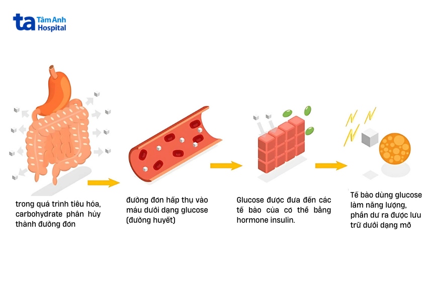 Carb là gì? Thành phần, vai trò, phân loại và tác dụng với cơ thể