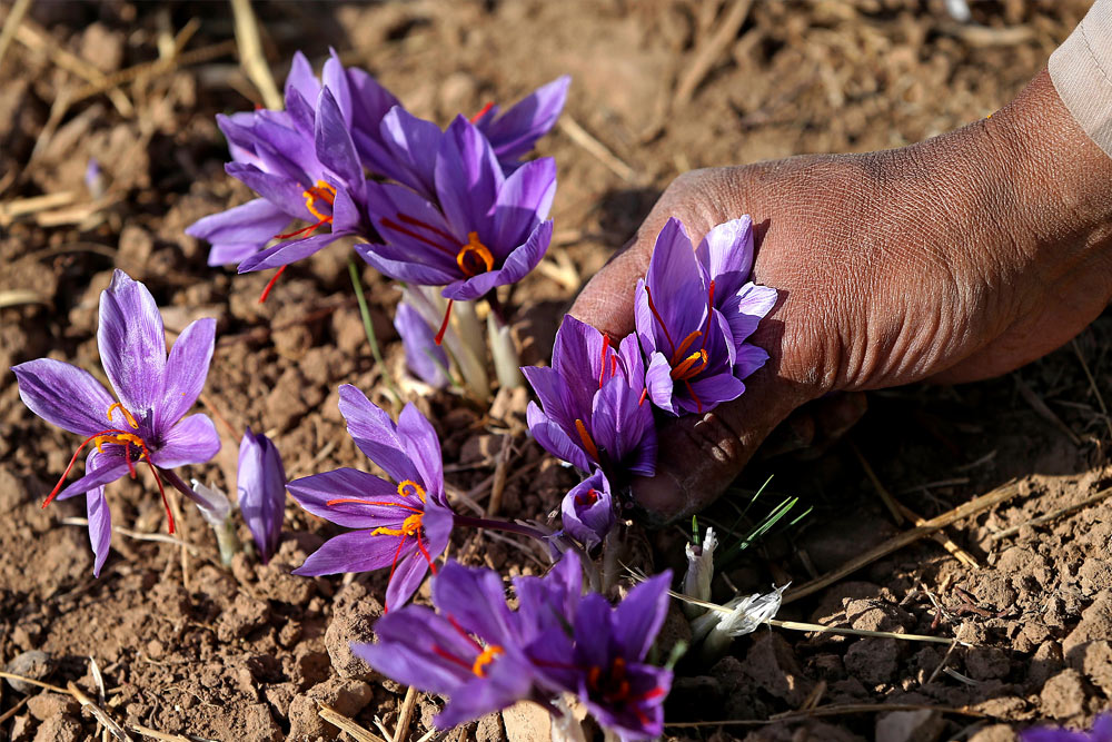 Saffron ở đâu tốt nhất? Kinh nghiệm mua saffron chất lượng