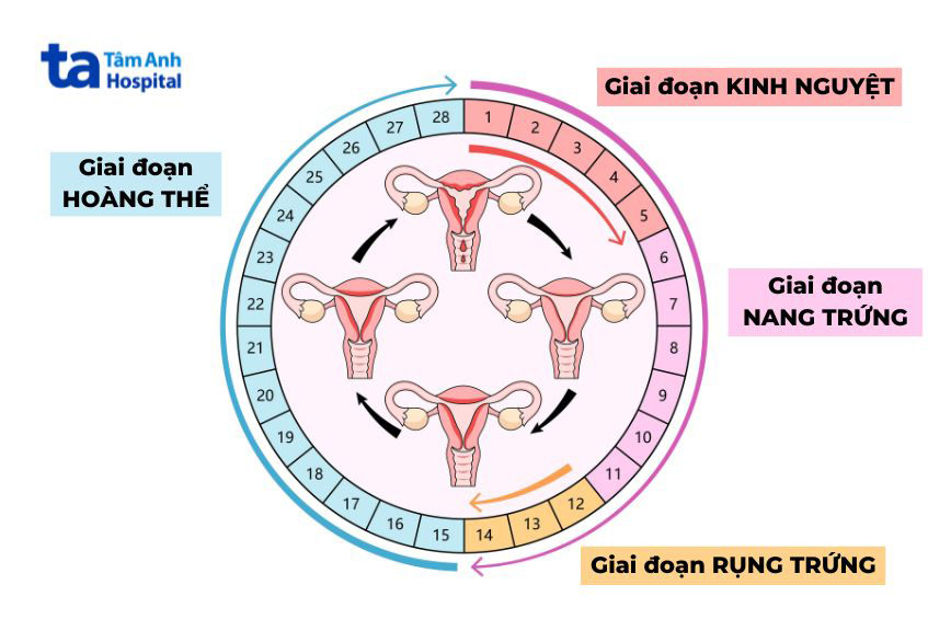 Giai đoạn hoàng thể là gì? Vai trò, ý nghĩa với kết quả mang thai