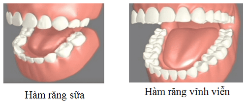 Làm sao phân biệt được răng sữa và răng vĩnh viễn?