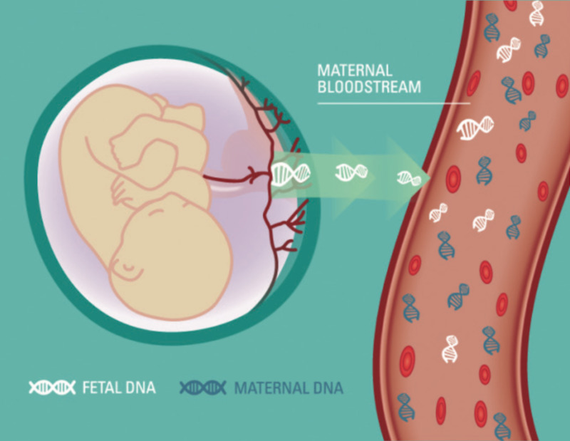 Xét nghiệm NIPT từ tuần bao nhiêu và có cần thiết không