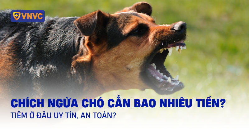 Chích ngừa chó cắn bao nhiêu tiền? Tiêm ở đâu uy tín, an toàn?