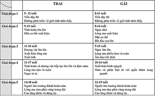 Các giai đoạn dậy thì được giải thích bằng hình ảnh