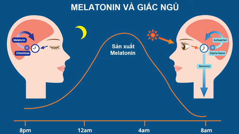 Melatonin là gì? Uống melatonin có hại không?