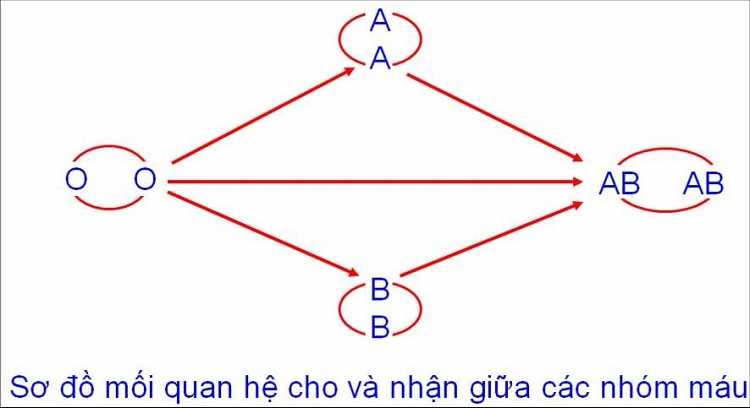 Bật mí những điều về hệ nhóm máu ABO hữu ích dành cho bạn