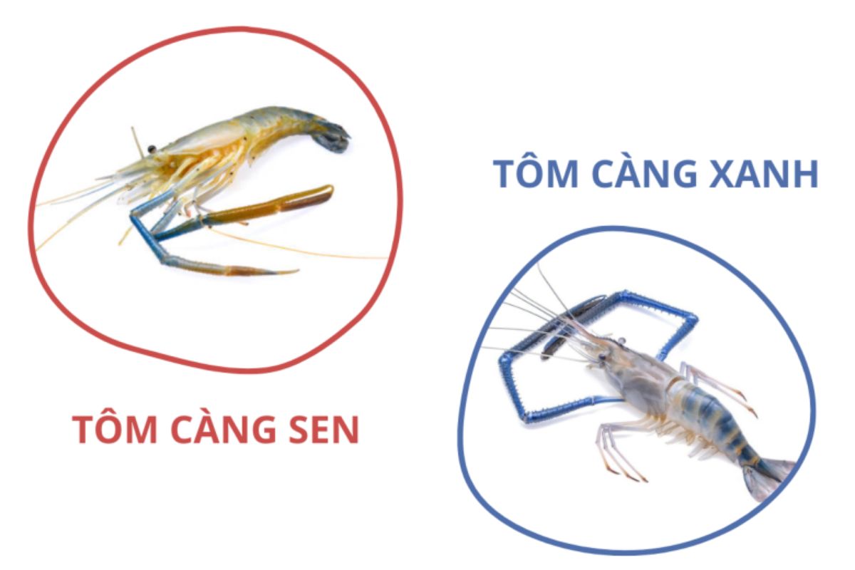 Phân biệt tôm càng xanh và tôm càng sen