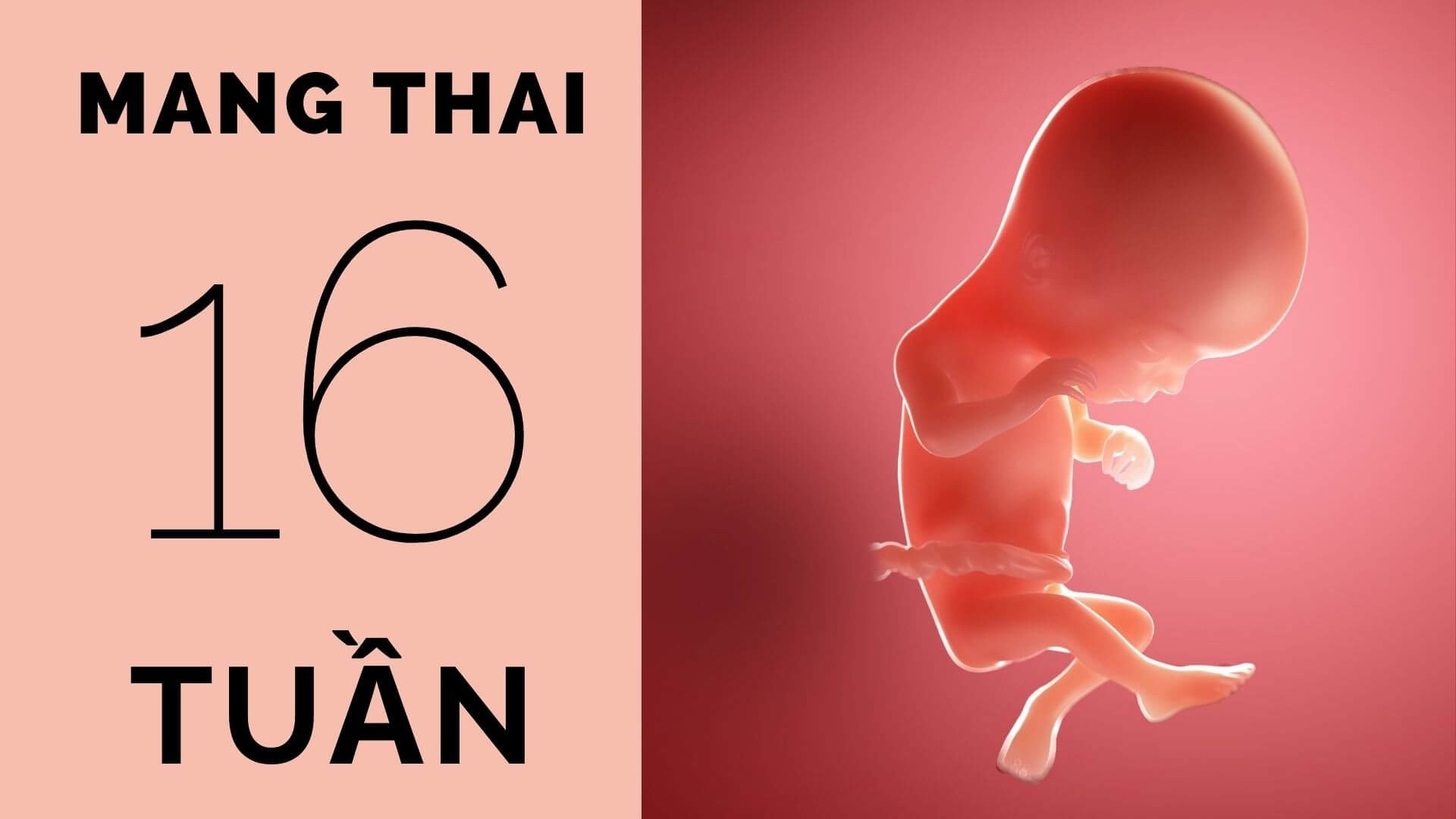 Thai nhi 16 tuần tuổi phát triển như thế nào trong bụng mẹ?